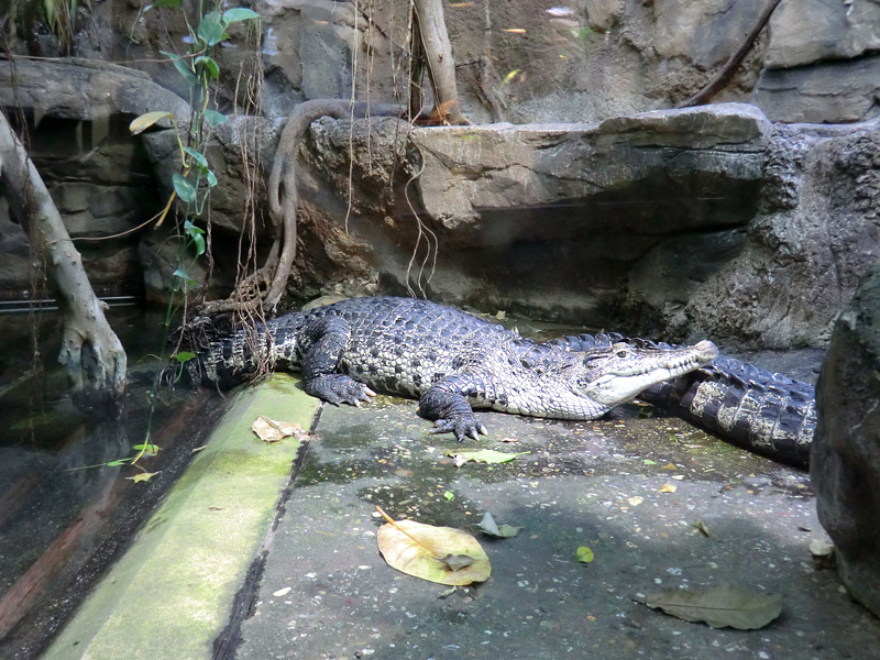 Neuguinea-Krokodil im Zoo Wuppertal am 15. Januar 2012