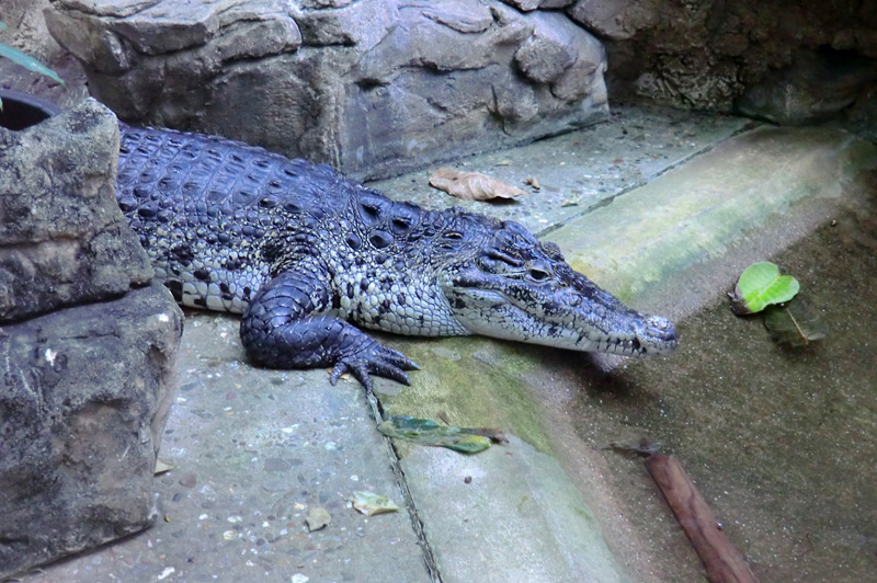 Neuguinea-Krokodil im Zoologischen Garten Wuppertal am 15. Januar 2012