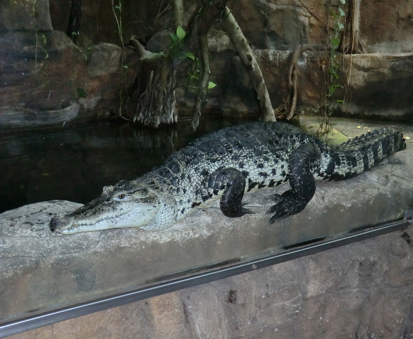 Neuguinea-Krokodil im Zoologischen Garten Wuppertal im Februar 2012