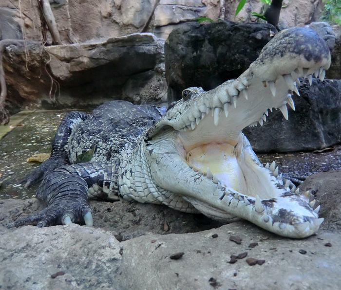 Neuguinea-Krokodil im Wuppertaler Zoo am 10. Februar 2012