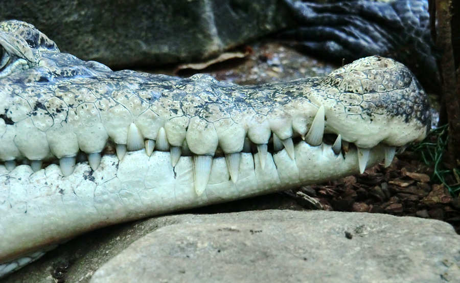 Neuguinea-Krokodil im Zoo Wuppertal am 10. Februar 2012