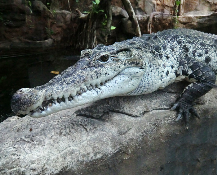 Neuguinea-Krokodil im Wuppertaler Zoo am 10. Februar 2012