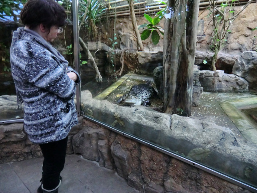 Neuguinea-Krokodil im Zoologischen Garten Wuppertal am 10. Februar 2012