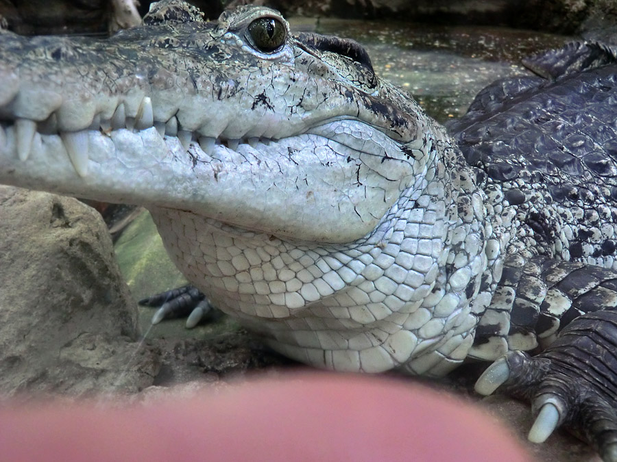 Neuguinea-Krokodil im Wuppertaler Zoo im Februar 2012