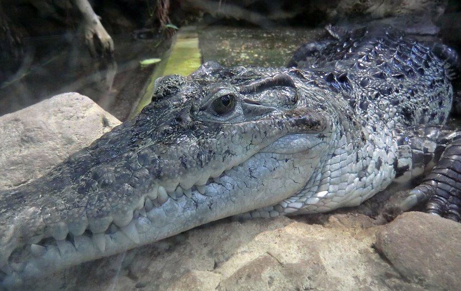 Neuguinea-Krokodil im Wuppertaler Zoo im März 2012