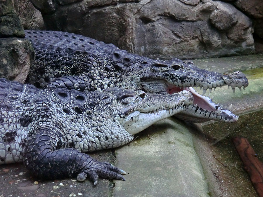 Neuguinea-Krokodile im Zoo Wuppertal im März 2012