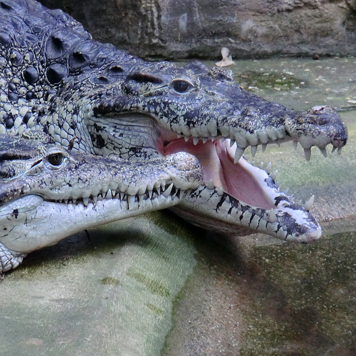 Zwei Neuguinea-Krokodile im Wuppertaler Zoo im März 2012