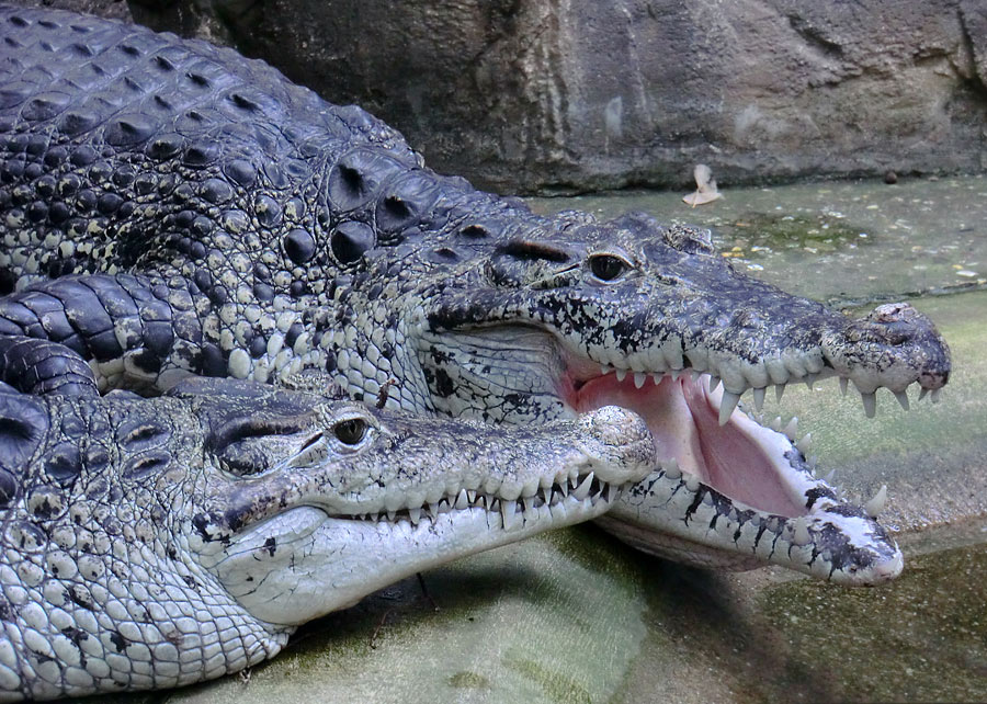 Neuguinea-Krokodile im Wuppertaler Zoo im März 2012