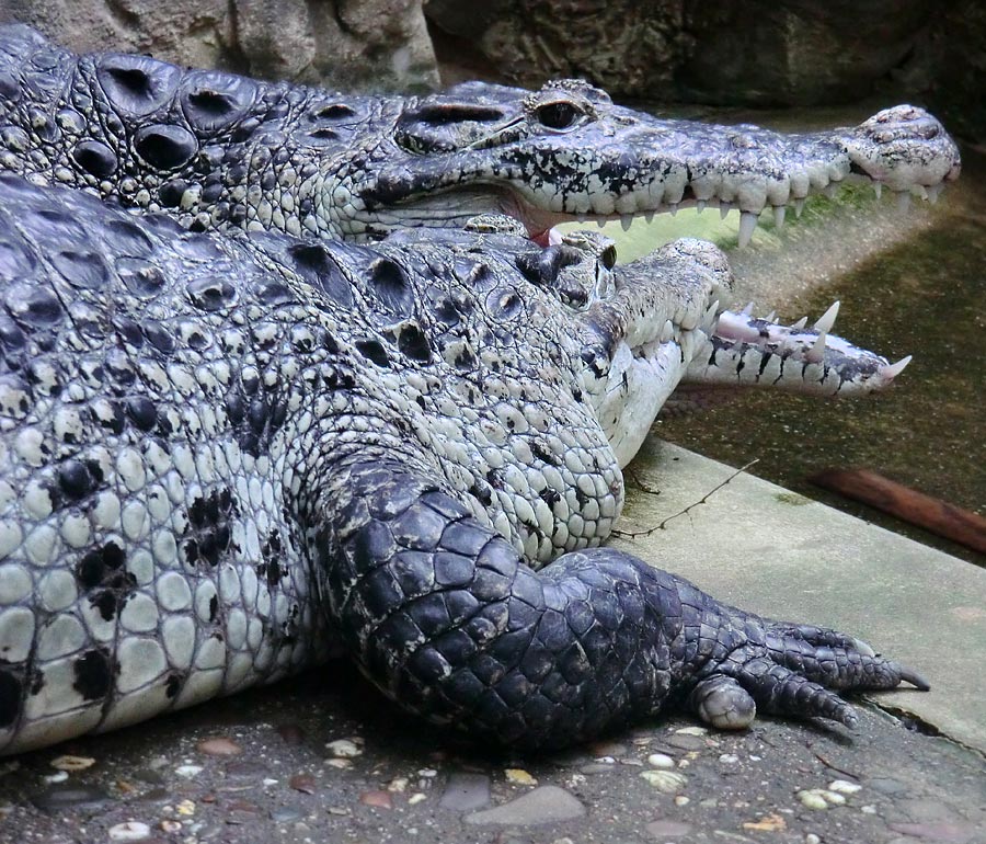 Neuguinea-Krokodile im Zoologischen Garten Wuppertal im März 2012