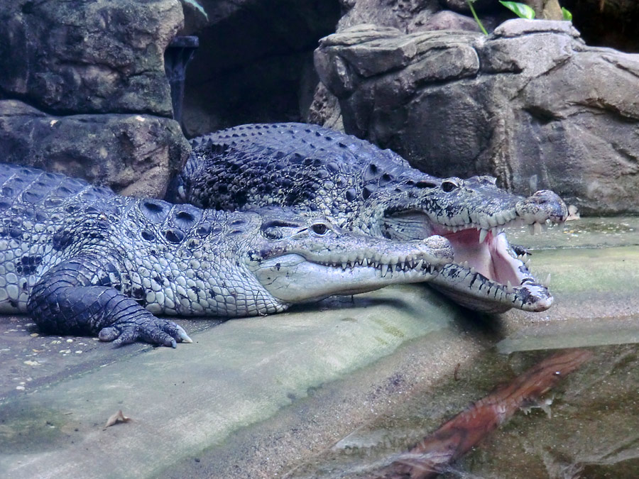 Neuguinea-Krokodile im Wuppertaler Zoo im März 2012