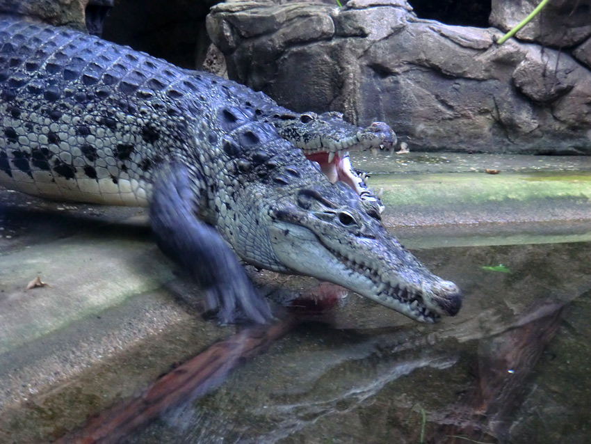 Neuguinea-Krokodile im Zoo Wuppertal im März 2012