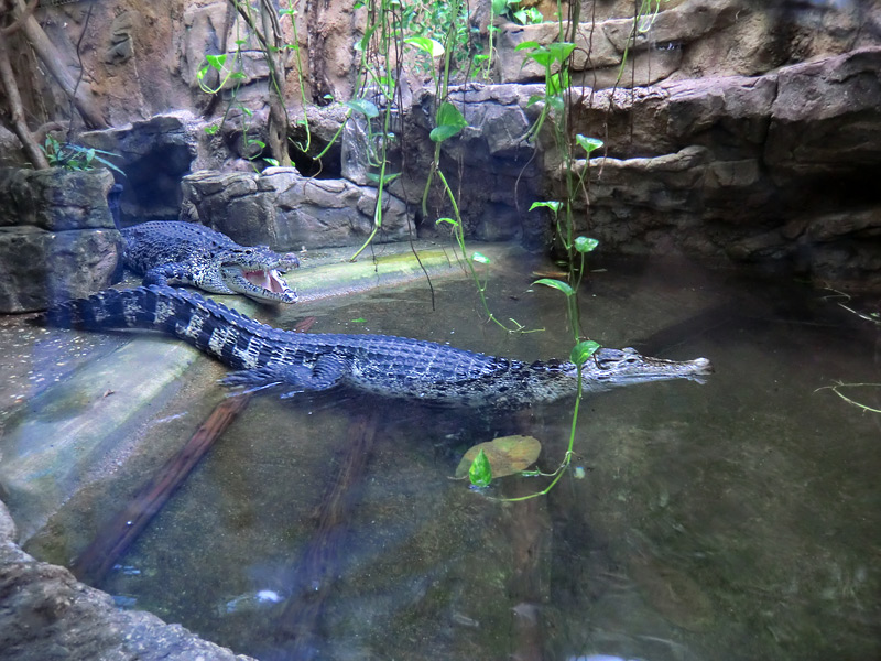 Neuguinea-Krokodile im Zoologischen Garten Wuppertal im März 2012