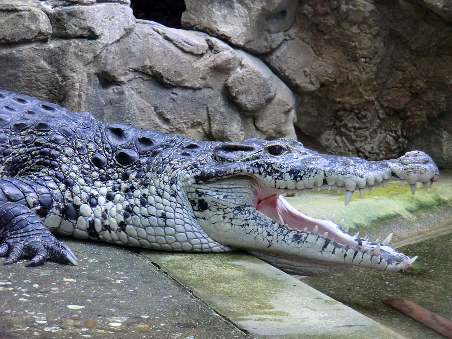 Neuguinea-Krokodil im Zoologischen Garten Wuppertal im März 2012