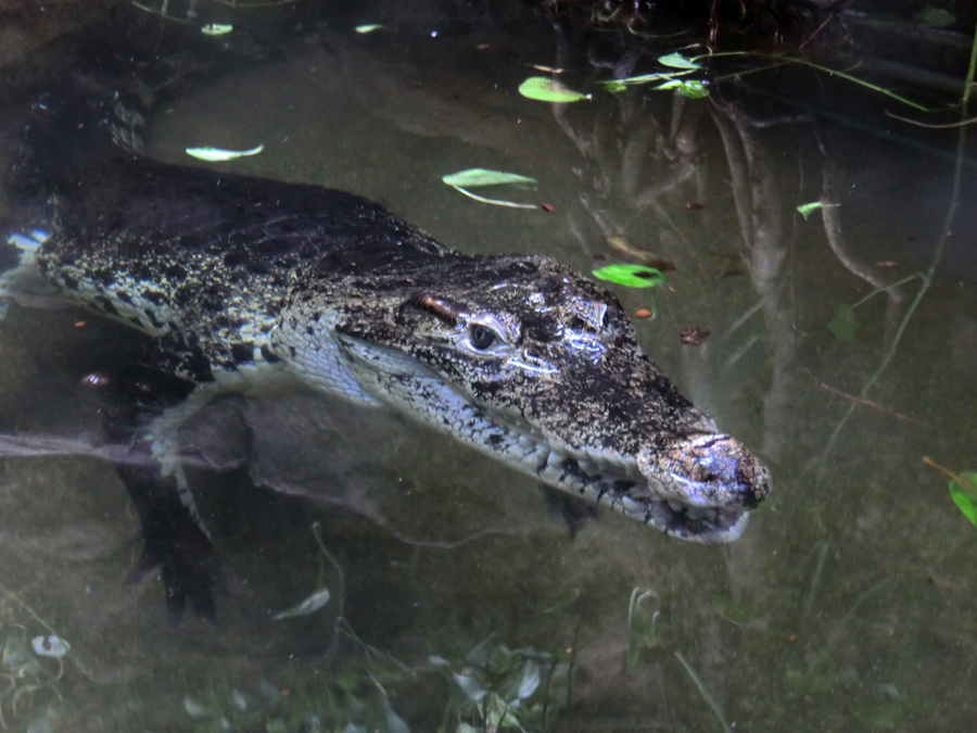 Neuguinea-Krokodil im Wuppertaler Zoo im März 2012