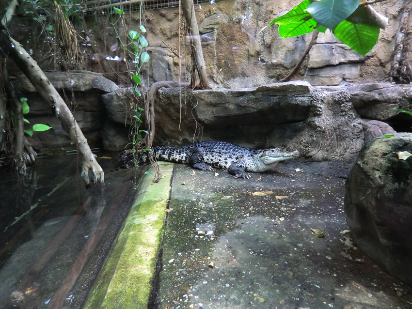 Neuguinea-Krokodil im Zoo Wuppertal im März 2012