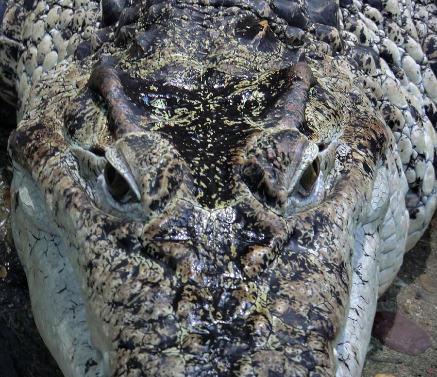 Neuguinea-Krokodil im Zoo Wuppertal im März 2012
