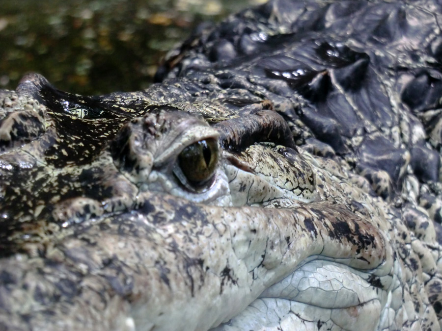 Neuguinea-Krokodil im Zoologischen Garten Wuppertal im März 2012