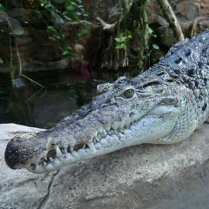 Zwei Neuguinea-Krokodile im Wuppertaler Zoo im Dezember 2012