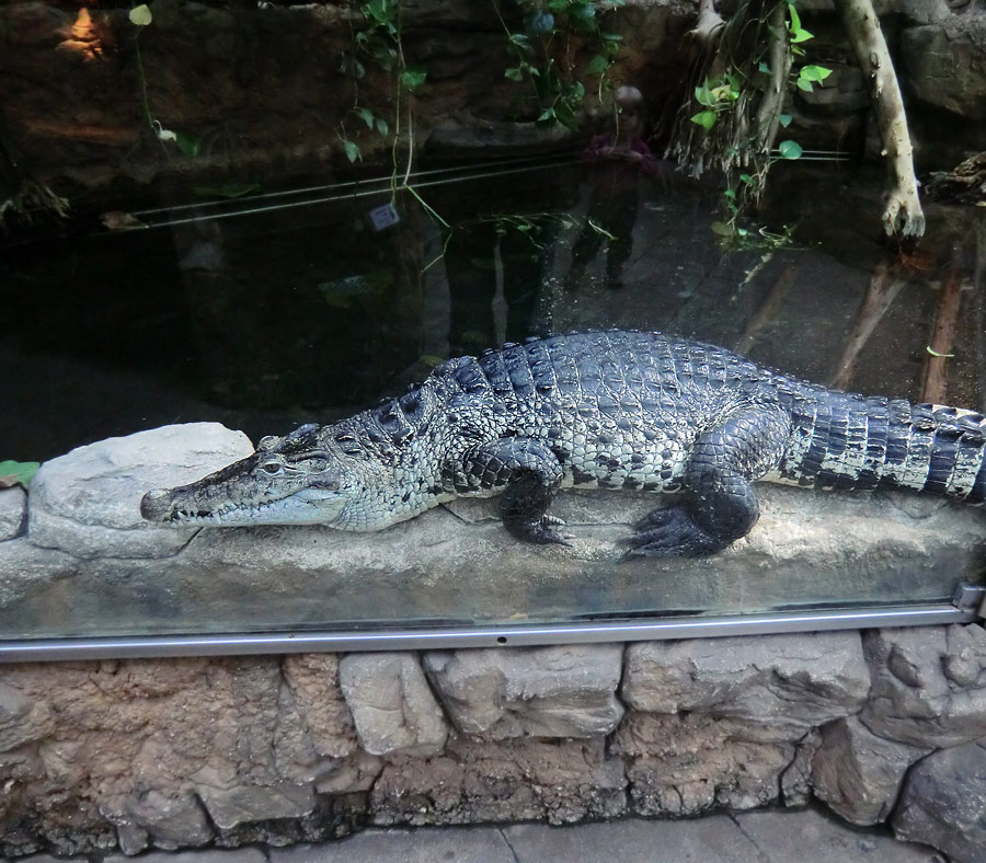 Neuguinea-Krokodile im Zoologischen Garten Wuppertal im Dezember 2012