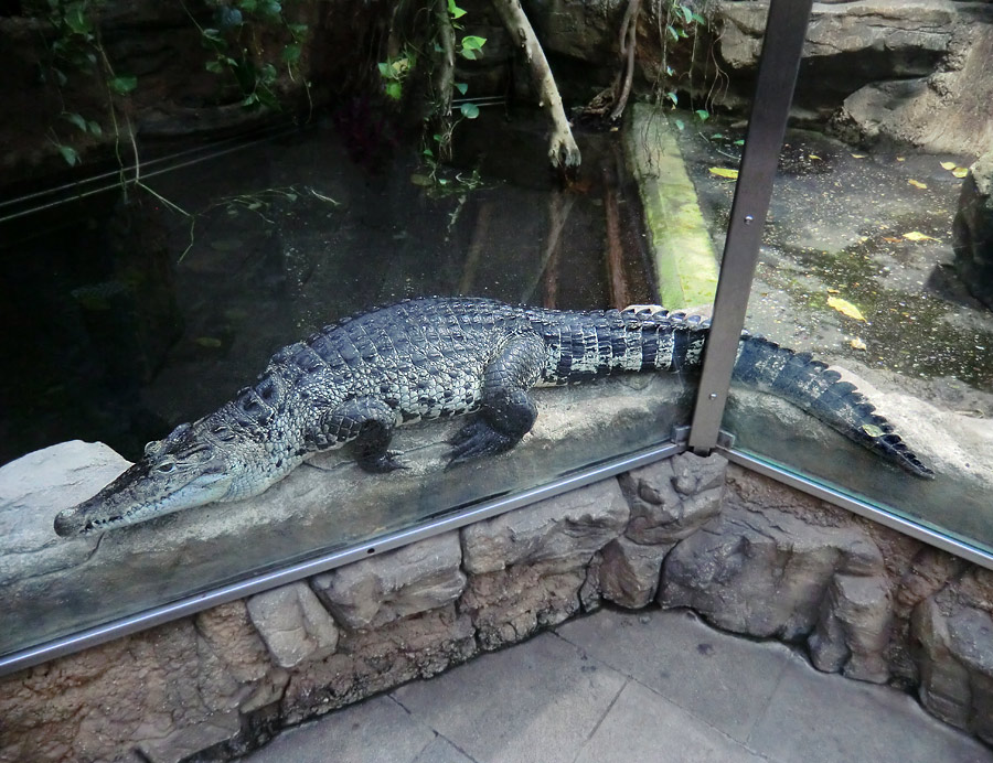 Neuguinea-Krokodile im Wuppertaler Zoo im Dezember 2012