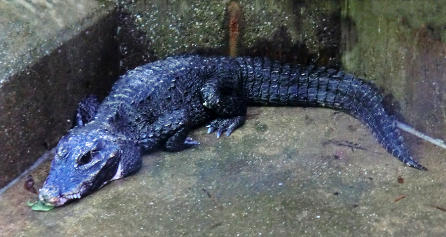 Stumpfkrokodil im Zoologischen Garten Wuppertal am 10. April 2014
