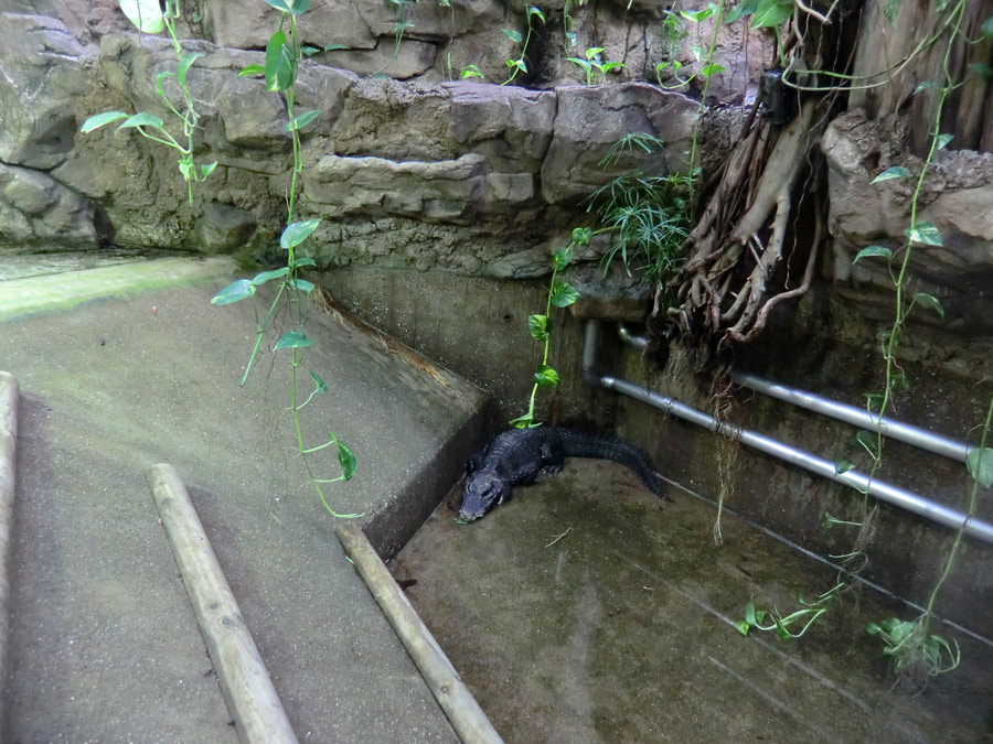 Stumpfkrokodil im Wuppertaler Zoo am 10. April 2014