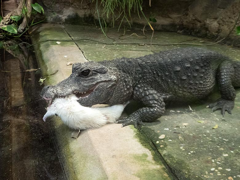 Stumpfkrokodil mit toter weißer Ratte am 3. August 2019 im Terrarium im Grünen Zoo Wuppertal