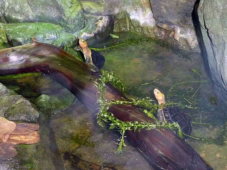 Gelbrand-Scharnierschildkröten (Cuora flavomarginata) am 8. Oktober 2017 im Terrarium im Wuppertaler Zoo