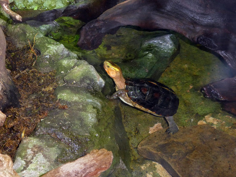 Gelbrand-Scharnierschildkröte am 14. April 2018 im Terrarium im Grünen Zoo Wuppertal