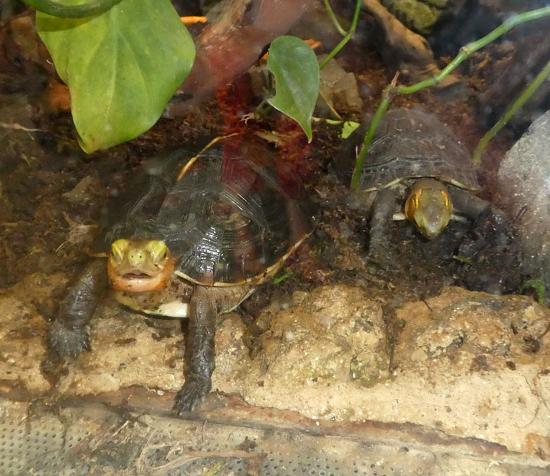 Zwei Gelbrand-Scharnierschildkröten am 21. April 2018 im Terrarium im Zoo Wuppertal