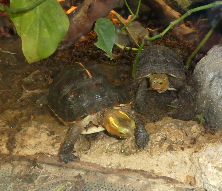 Zwei Gelbrand-Scharnierschildkröten am 21. April 2018 im Terrarium im Wuppertaler Zoo