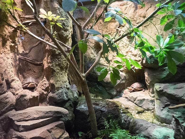 Gelbrand-Scharnierschildkröten am 16. Dezember 2018 im Terrarium im Grünen Zoo Wuppertal