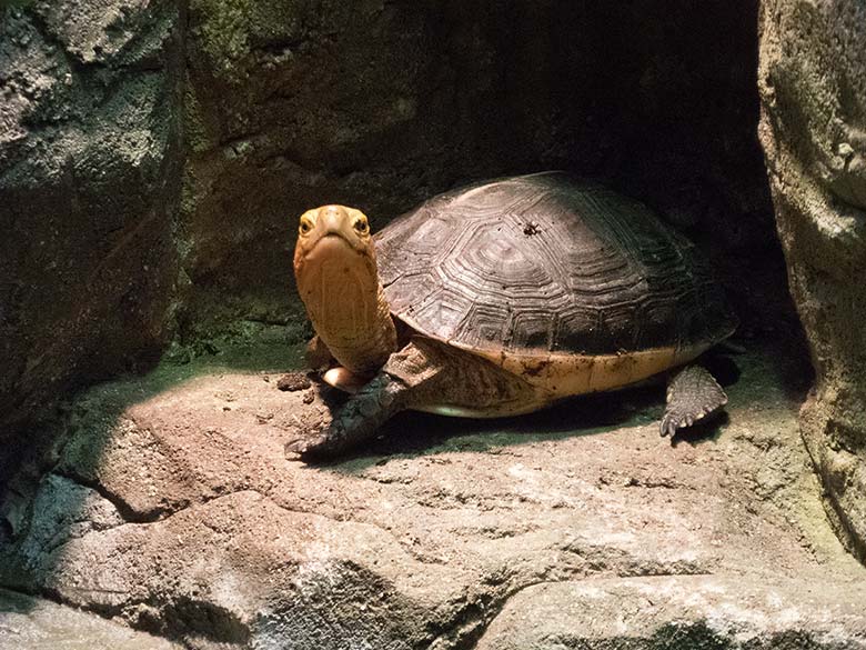 Gelbrand-Scharnierschildkröte am 16. Dezember 2018 im Terrarium im Zoologischen Garten der Stadt Wuppertal