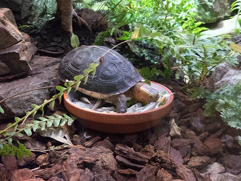 Gelbrand-Scharnierschildkröte am 5. Januar 2019 im Terrarium im Zoo Wuppertal