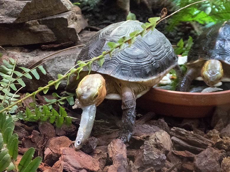 Gelbrand-Scharnierschildkröten am 5. Januar 2019 im Terrarium im Wuppertaler Zoo