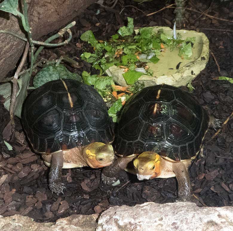 Gelbrand-Scharnierschildkröten am 28. Oktober 2019 im Terrarium im Zoologischen Garten der Stadt Wuppertal