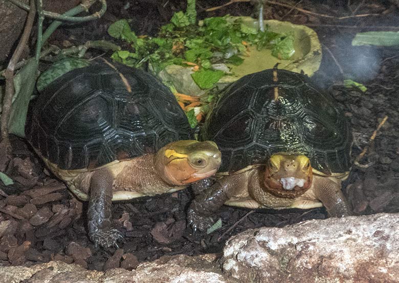 Gelbrand-Scharnierschildkröten am 28. Oktober 2019 im Terrarium im Grünen Zoo Wuppertal