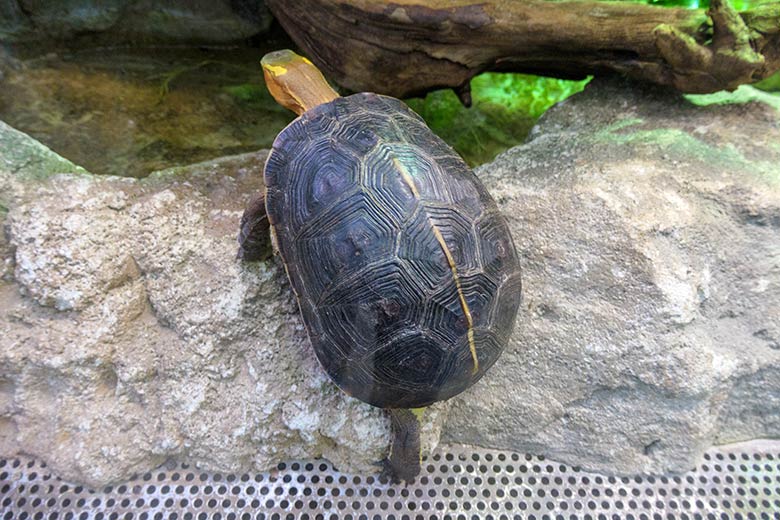Gelbrand-Scharnierschildkröten am 10. Oktober 2021 in einem Schaugehege im Terrarium im Zoologischen Garten der Stadt Wuppertal