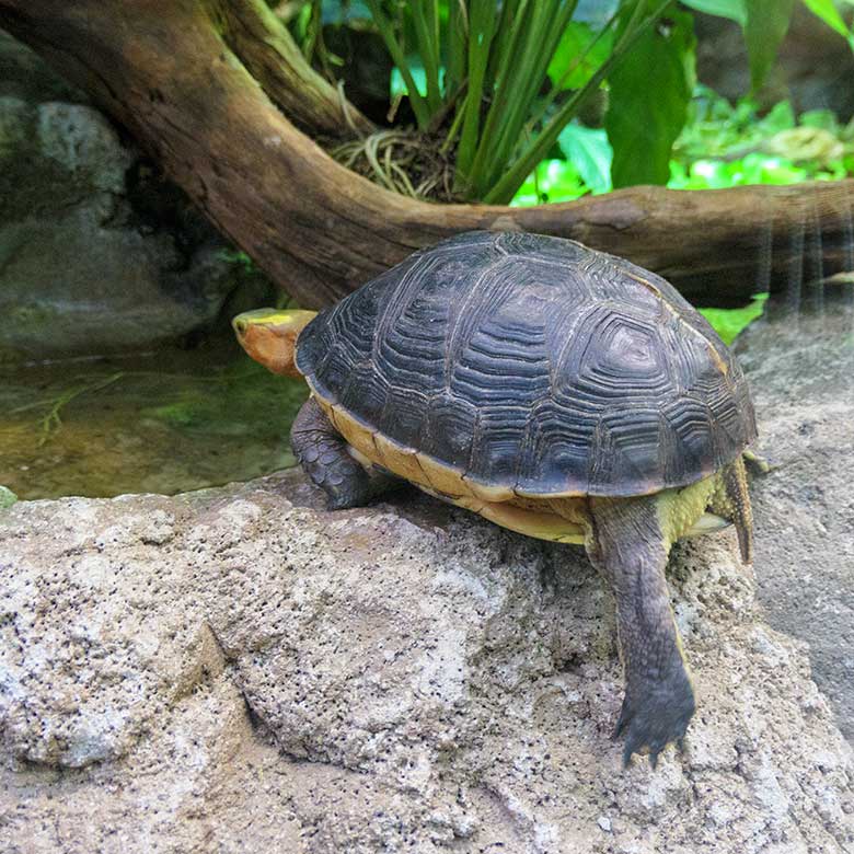 Gelbrand-Scharnierschildkröten am 10. Oktober 2021 in einem Schaugehege im Terrarium im Wuppertaler Zoo