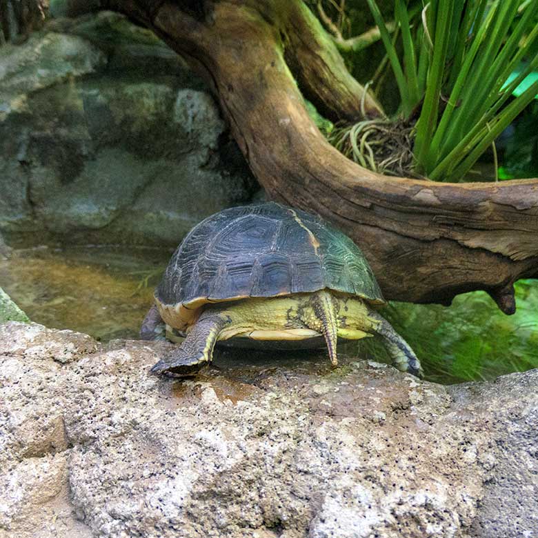 Gelbrand-Scharnierschildkröten am 10. Oktober 2021 in einem Schaugehege im Terrarium im Zoo Wuppertal