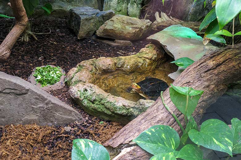 Gelbrand-Scharnierschildkröten am 10. Oktober 2021 in einem Schaugehege im Terrarium im Grünen Zoo Wuppertal