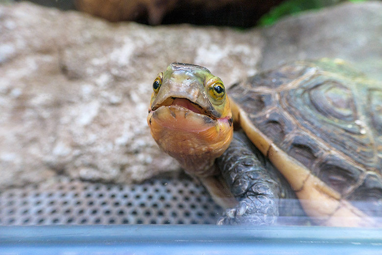 Gelbrand-Scharnierschildkröte am 30. Januar 2022 im Terrarium im Zoologischen Garten der Stadt Wuppertal