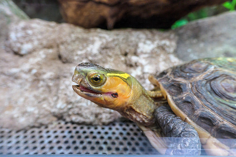 Gelbrand-Scharnierschildkröte am 30. Januar 2022 im Terrarium im Zoo Wuppertal