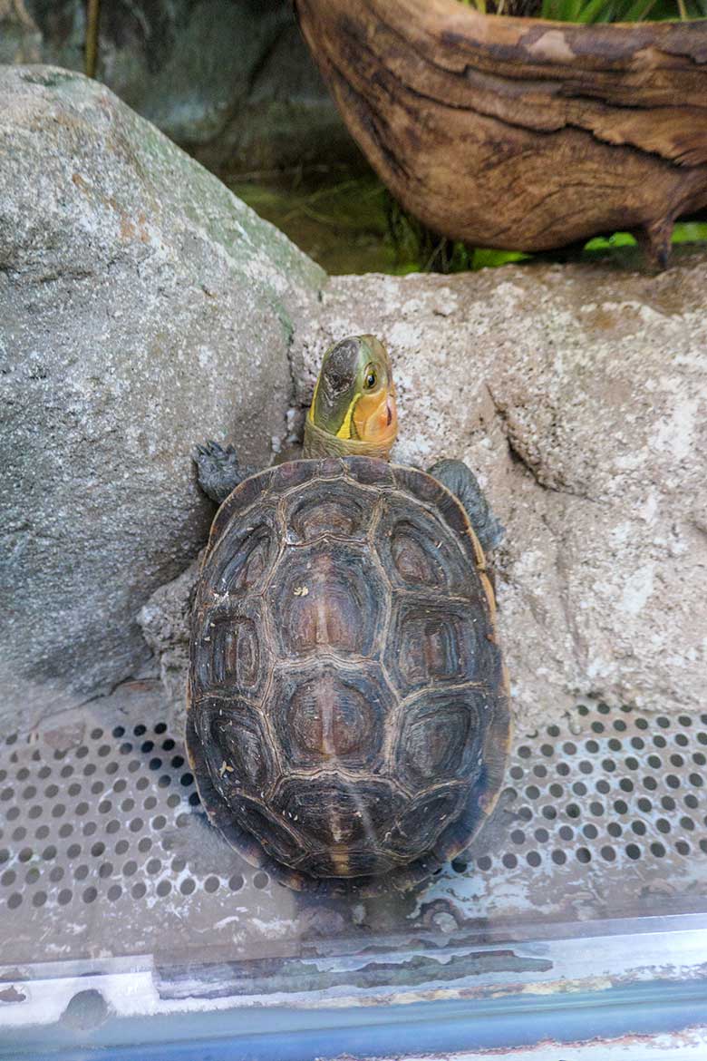 Gelbrand-Scharnierschildkröte am 30. Januar 2022 im Terrarium im Wuppertaler Zoo