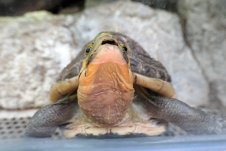 Gelbrand-Scharnierschildkröte am 30. Januar 2022 im Terrarium im Zoo Wuppertal
