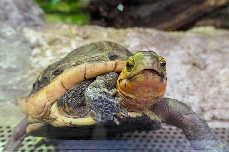 Gelbrand-Scharnierschildkröte am 30. Januar 2022 im Terrarium im Grünen Zoo Wuppertal