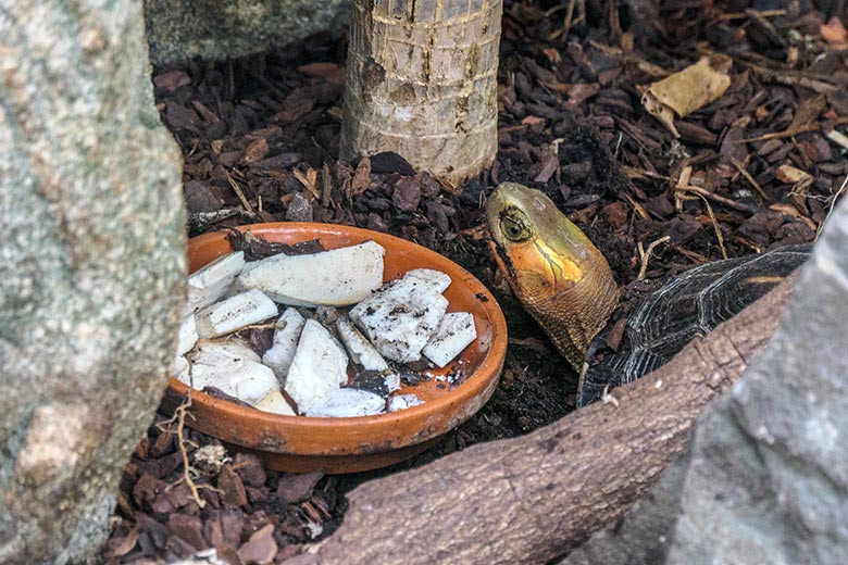 Schale mit Schulp für die Gelbrand-Scharnierschildkröte am 16. März 2022 im Terrarium im Grünen Zoo Wuppertal