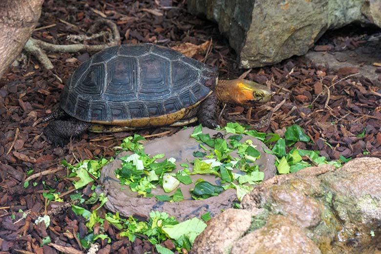 Salat für die Gelbrand-Scharnierschildkröte am 16. März 2022 im Terrarium im Zoo Wuppertal