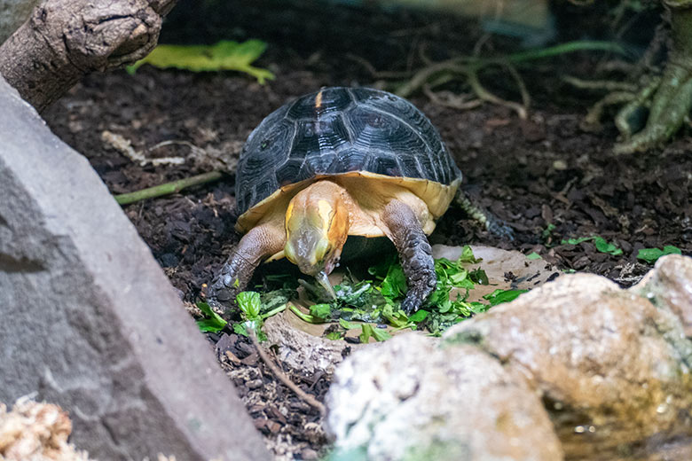 Gelbrand-Scharnierschildkröte am 30. November 2022 im Terrarium im Zoologischen Garten Wuppertal