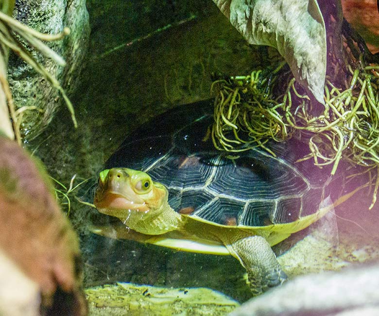 Gelbrand-Scharnierschildkröte am 1. Januar 2023 im Terrarium im Zoologischen Garten Wuppertal